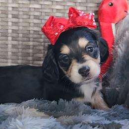 Naomi - Black and cream female Dachshund puppy in Strafford, Missouri from LL Weens