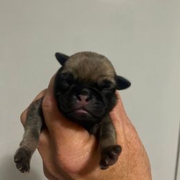 Boy 4 - Fawn male Pug puppy in Olin, North Carolina from Piggy Pugs