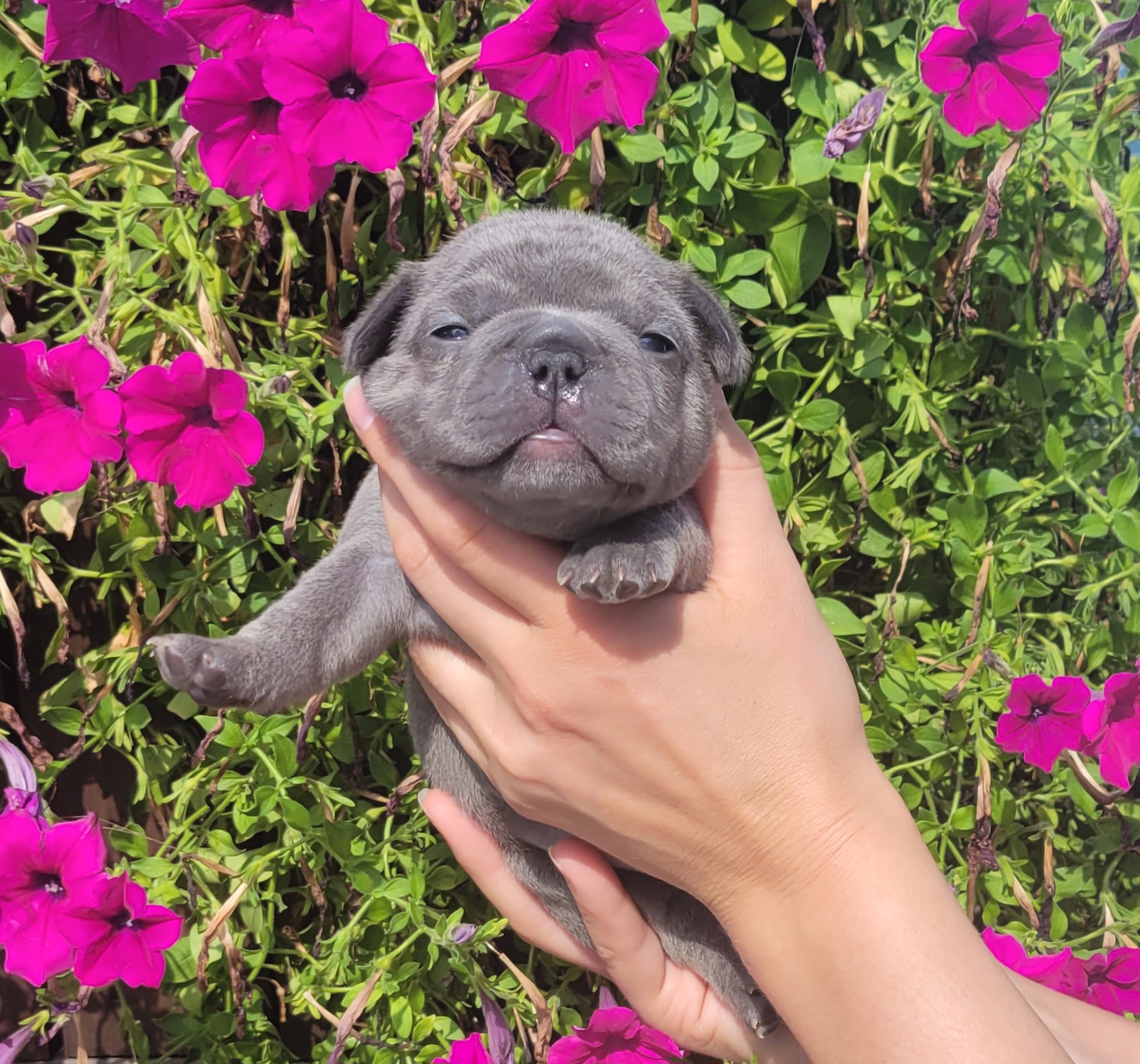 French Bulldog Puppies from Zoomie Time Frenchies