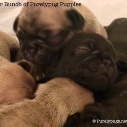 Pug Puppies from Purelypugs.love