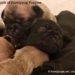 Pug Puppies from Purelypugs.love