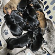Boy 2 black - Black male German Pinscher puppy in Chatham, Virginia from Wild Mountain Haven K9
