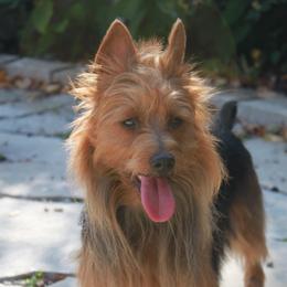 Sadie - Australian Terrier