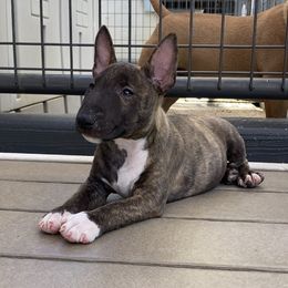 Girl 1 - Brindle and white Miniature Bull Terrier puppy in California from Shark Head Bullies MBT