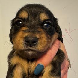 Wendy - Black and tan female Dachshund puppy in Knoxville, Tennessee from East TN Dachshunds