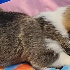 French Bulldog and Pembroke Welsh Corgi Puppies from Genuwin