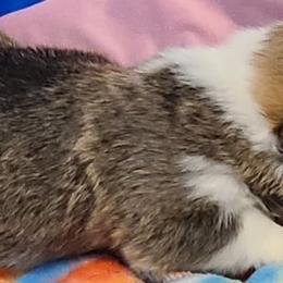 French Bulldog and Pembroke Welsh Corgi Puppies from Genuwin