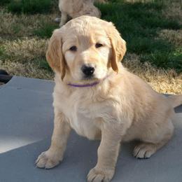 Holly - Apricot female Goldendoodle puppy in Mullin, Texas from Grosenbacher Goldendoodles