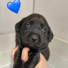 BLACK MALE (orange) - Black male Labrador Retriever puppy in Summit, South Carolina from Southern Pine Labradors