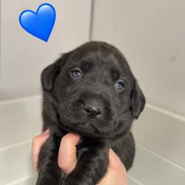 BLACK MALE (orange) - Black male Labrador Retriever puppy in Summit, South Carolina from Southern Pine Labradors