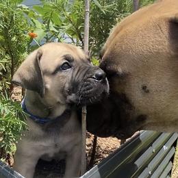 Condor - Royal Blue Collar Boy - Tawny male Boerboel puppy in Navasota, Texas from Silverthorne Boerboels