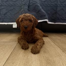 AKC Girl 4 - Red  female Poodle puppy in Southwest Ranches, Florida from Herringbone ‘s Poodles