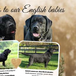 Labrador Retrievers from Swatara Creek Labradors LLC
