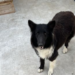 Beauty - Shetland Sheepdog