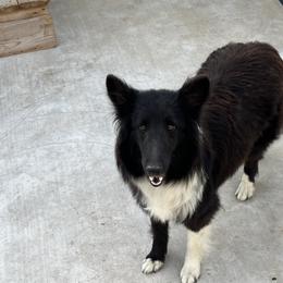 Beauty - Shetland Sheepdog