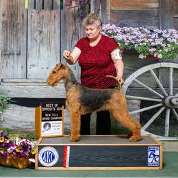 Airedale Terrier puppies from Mystic’s Airedales