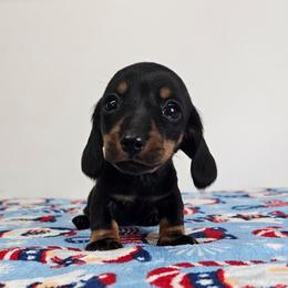 Black and tan female (green) - Black and tan female Dachshund puppy in Belle Rive, Illinois from Akin's Miniature Dachshunds, LLC