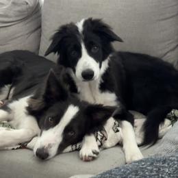American Corgi and Border Collie Puppies from Duncan's Border Collies and Corgis