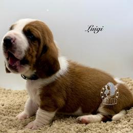 Luigi - Mahogany and white male Basset Hound puppy in Dingess, West Virginia from Tuckers' Howling Hounds