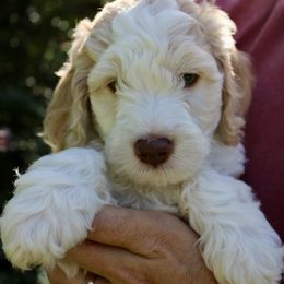 Sven - Apricot male Labradoodle puppy in Dothan, Alabama from Circle City Labradoodles