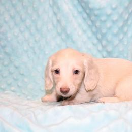 Macie 5000 - Cream female Dachshund puppy in Coldwater, Mississippi from Mississippi Shorties Miniature Dachshunds