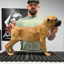 Male 5 - Fawn male Cane Corso puppy in Cashion, Oklahoma from APEXOK Cane Corsos LLC