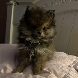 Peach - Pomeranian