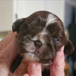 W5G - Chocolate female Shih Tzu puppy in Havelock, North Carolina from Sugar Paws Heavenly Shih Tzu’s