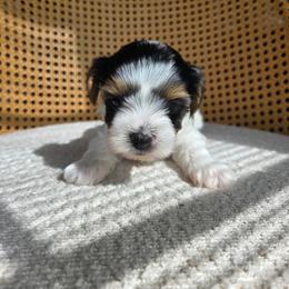 Storm (boy3) - Black tan and white male Biewer Terrier puppy in Las Cruces, New Mexico from De La Rosa Biewers