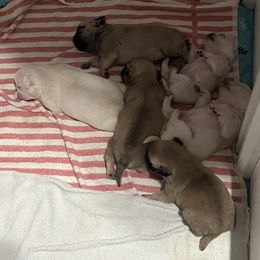 Pug Puppies from Southern Pugs