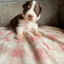 Finnegan - Red tri-color male Australian Shepherd puppy in Worcester County, Massachusetts from O’Kejas  Kennel