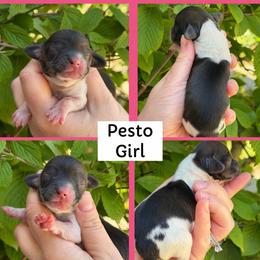 Pesto - Piebald female Dachshund puppy in Paw Paw, Michigan from Mulberry Meadow Farms
