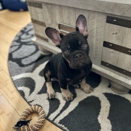 French Bulldog Puppies from Small Batch Frenchies