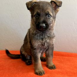 Green - Sable male German Shepherd puppy in Buckeue, Arizona from Légende Vivante Du Chief Kennel