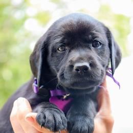 Purple Girl - Black female Labrador Retriever puppy in Linville, Virginia from Virginia Labradors