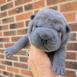 Sparkle - Blue female Chinese Shar-Pei puppy in Four Oaks, North Carolina from DCSHARPEI