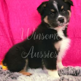 Australian Shepherd Puppies from Winsome Aussies