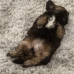 Shih Tzu Puppies from Sunrise shihtzu blossom