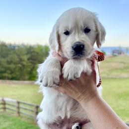 Mr. Orange - Light golden male Golden Retriever puppy in Jasper, Tennessee from Suncoast Goldens