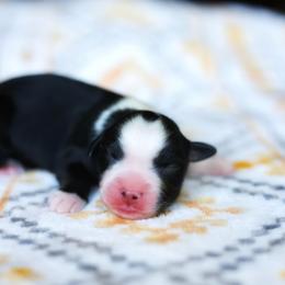 Sonnet - Black tri female Miniature American Shepherd puppy in Battle Ground, Washington from Casita Miniature American Shepherds