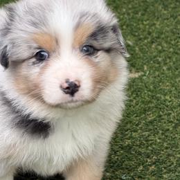 (Thor 2) - Blue merle male Australian Shepherd puppy in Springfield, Oregon from Shelter Cove Aussies