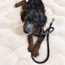 Jack - Blue merle male Aussiedoodle puppy in Churchill County Fallon, Nevada from Card Family Ranch