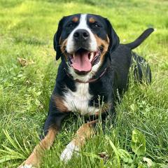 Sunnie - Greater Swiss Mountain Dog