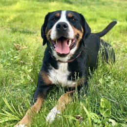 Sunnie - Greater Swiss Mountain Dog