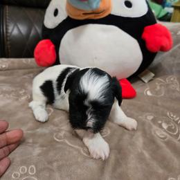 Kiki - Black and white female Havanese puppy in East Orlando, Florida from Havanese Puppies of Central FL