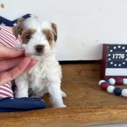 Snow - Red female Cavapoo puppy in Mesa, Arizona from Pedersendoodles