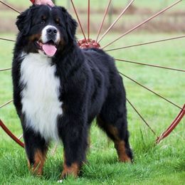 Bernese Mountain Dog All Grown Up from Lavender Hill Bernese