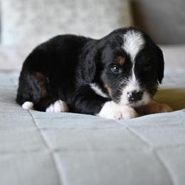 Mariposa - Tri-color female Bernedoodle puppy in Grove, Oklahoma from Grand Lake Poodles & Doodles