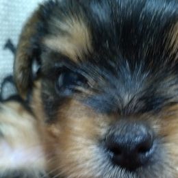 Yorkshire Terriers from Perfect Paws