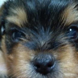 Yorkshire Terriers from Perfect Paws